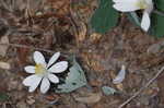 Bloodroot